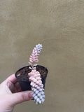Burro's tail plant - Sedum morganianum ‘Burrito’ in a tiny 8cm pot -2 steam only - rare succulent - easy growing - Parijat Plant 