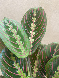 Maranta leuconeura 'Fascinator' plant - houseplant - indoor plant - pet safe plant - Parijat Plant - shopify best online plant shop - online plant shop - shopify top online plant shop from uk