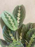 Maranta leuconeura 'Fascinator' plant - houseplant - indoor plant - pet safe plant - Parijat Plant 