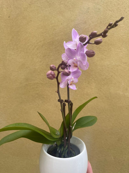 mini orchid in a 8cm ceramic pot - Cute orchids plant -phalaenopsis orchids plant - Parijat Plant 