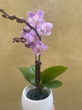 mini orchid in a 8cm ceramic pot - Cute orchids plant -phalaenopsis orchids plant - Parijat Plant 