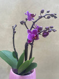 mini orchid in a 8cm ceramic pot - Cute orchids plant -phalaenopsis orchids plant - Parijat Plant 