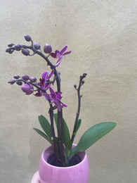 mini orchid in a 8cm ceramic pot - Cute orchids plant -phalaenopsis orchids plant - Parijat Plant 