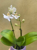 mini orchid in a 8cm ceramic pot - Cute white orchids plant -phalaenopsis orchids plant - Parijat Plant 