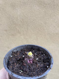 Hyacinths plant in a 12cm pot - scented Hyacinths - freshly germinated plant - Parijat Plant 