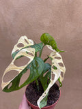 Variegated Monstera Adansonii plant 1 leaf cutting small aerial root -This cutting selected randomly from the plant shown in the picture - Parijat Plant 