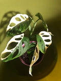 Variegated Monstera Adansonii plant 1 leaf cutting small aerial root -This cutting selected randomly from the plant shown in the picture - houseplant -plant -indoor plant - succulent plant - plant decor - Parijat Plant – rare plant
