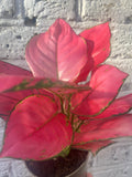 very rare Aglaonema Red Thai Hybrid plant - small 10cm potted plant - good luck agalonema - Parijat Plant 