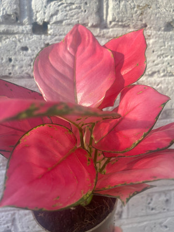aglaonema thai hybrid very rare Aglaonema Red Thai Hybrid plant - small 10cm potted plant