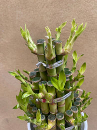 Lucky Bamboo Plant in a ceramic pot - Live Plant stick -Dracaena sanderiana - low light plant  - houseplant -plant -indoor plant - succulent plant - plant decor - Parijat Plant