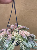 Burro's tail plant - Sedum morganianum ‘Burrito’ in a tiny 8cm pot -2 steam only - rare succulent - easy growing - Parijat Plant 