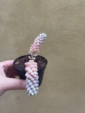 Burro's tail plant - Sedum morganianum ‘Burrito’ in a tiny 8cm pot -2 steam only - rare succulent - easy growing - Parijat Plant 