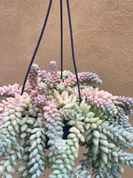 Burro's tail plant - Sedum morganianum ‘Burrito’ in a tiny 8cm pot -2 steam only - rare succulent - easy growing - Parijat Plant  -	good luck plant - houseplant -plant -indoor plant - succulent plant - plant decor 