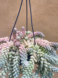 Burro's tail plant - Sedum morganianum ‘Burrito’ in a tiny 8cm pot -2 steam only - rare succulent - easy growing - Parijat Plant  -	good luck plant - houseplant -plant -indoor plant - succulent plant - plant decor 