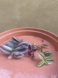 3 pink cutting mix - unrooted cutting mix - easy to propagate - brown plate is not included - Parijat Plant 