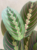 Maranta leuconeura 'Fascinator' plant - houseplant - indoor plant - pet safe plant - Parijat Plant 