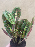 Maranta leuconeura 'Fascinator' plant - houseplant - indoor plant - pet safe plant - Parijat Plant 