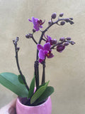 mini orchid in a 8cm ceramic pot - Cute orchids plant -phalaenopsis orchids plant - Parijat Plant 