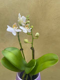 mini orchid in a 8cm ceramic pot - Cute white orchids plant -phalaenopsis orchids plant - Parijat Plant 