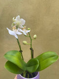 mini orchid in a 8cm ceramic pot - Cute white orchids plant -phalaenopsis orchids plant - Parijat Plant 