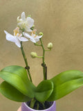 mini orchid in a 8cm ceramic pot - Cute white orchids plant -phalaenopsis orchids plant - Parijat Plant 