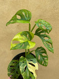 Variegated monstera adansonii plant - 7 leaf well rooted plant - Variegated Monstera adansonii aurea plant - Parijat Plant 