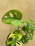 Variegated monstera adansonii plant - 7 leaf well rooted plant - Variegated Monstera adansonii aurea plant - Parijat Plant 