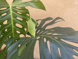giant monstera deliciosa plant - well rooted large monstera plant - large monstera Deliciosa plant - Parijat Plant 
