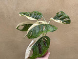 variegated monstera adansonii plant - stun planning half moon variegation 6 Leaf plant exactt shown into the picture - Big leaf well rooted - Parijat Plant 