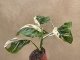 variegated monstera adansonii plant - stun planning half moon variegation 6 Leaf plant exactt shown into the picture - Big leaf well rooted - Parijat Plant 