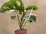 variegated monstera adansonii plant - stun planning half moon variegation 6 Leaf plant exactt shown into the picture - Big leaf well rooted - Parijat Plant 