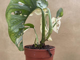 variegated monstera adansonii plant - stunning half moon variegation - 5 leaf plant - monstera Archipelago - Parijat Plant 