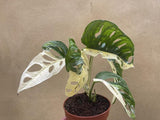 variegated monstera adansonii plant - stunning half moon variegation - 5 leaf plant - monstera Archipelago - Parijat Plant 