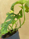 Variegated monstera adansonii plant - 7 leaf well rooted plant - Variegated Monstera adansonii aurea plant - Parijat Plant 
