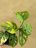 Variegated monstera adansonii plant - 7 leaf well rooted plant - Variegated Monstera adansonii aurea plant - Parijat Plant 