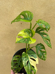 Variegated monstera adansonii plant - 7 leaf well rooted plant - Variegated Monstera adansonii aurea plant - houseplant -plant -indoor plant - succulent plant - plant decor - Parijat Plant – rare plant