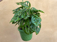 Monstera obliqua plant - monkey leaf - more bushy plant- monstera obliqua- monkey musk plant in a hanging pot -  houseplant -plant -indoor plant - succulent plant - plant decor - Parijat Plant