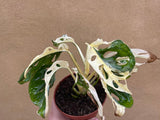 heavily variegated monstera adansonii plant -exact plant shown in the picture - monstera Archipelago - houseplant -plant -indoor plant - succulent plant - plant decor - Parijat Plant  - rare plant