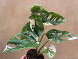 Variegated Monstera Adansonii plant 1 leaf cutting with root -This cutting selected randomly from the plant shown in the picture - Parijat Plant 