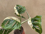 variegated monstera adansonii plant - stun planning half moon variegation 6 Leaf plant exactt shown into the picture - Big leaf well rooted - Parijat Plant 