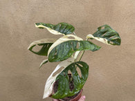 variegated monstera adansonii plant - stun planning half moon variegation 6 Leaf plant exactt shown into the picture - Big leaf well rooted -	 houseplant -plant -indoor plant - succulent plant - plant decor - Parijat Plant – rare plant