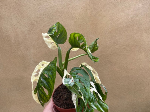 variegated monstera adansonii plant -1 leaf cutting rooted -This cutting selected randomly from the plant shown in the picture - houseplant -plant -indoor plant - succulent plant - plant decor - Parijat Plant – rare plant
