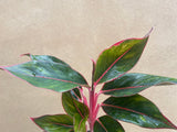 Aglaonema light pink star- aglaonema plant - 12cm potted plant - evergreen plant - Parijat Plant 