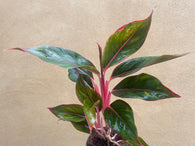 Aglaonema light pink star- aglaonema plant - 12cm potted plant - evergreen plant  - houseplant -plant -indoor plant - succulent plant - plant decor - Parijat Plant - rare plant - shopify best online plant shop 