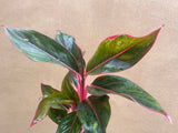 Aglaonema light pink star- aglaonema plant - 12cm potted plant - evergreen plant - Parijat Plant 