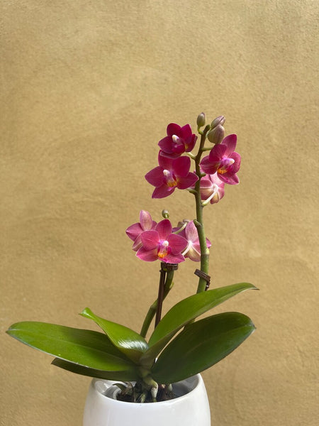 mini orchid in a 8cm ceramic pot - Cute orchids plant -phalaenopsis orchids plant - parijatplant - online plant shop - orchids - purple orchids - plant - plant lover - online plant shop - online plant sale - best online plant shop - interior houseplant decor - interior indoor plant - houseplant