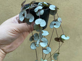string of hearts silver glory - Ceropegia woodii silver glory in a tiny 7cm pot - silver glory - Parijat Plant 