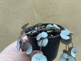 string of hearts silver glory - Ceropegia woodii silver glory in a tiny 7cm pot - silver glory -  houseplant -plant -indoor plant - succulent plant - plant decor - Parijat Plant