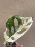 Heavily variegated monstera adansonii 1 leaf rooted plant cutting -exact rooted cutting is shown in the picture - monstera Archipelago - Parijat Plant 