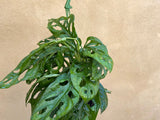 Monstera obliqua plant - monkey leaf - more bushy plant- monstera obliqua- monkey musk plant in a hanging pot - Parijat Plant 